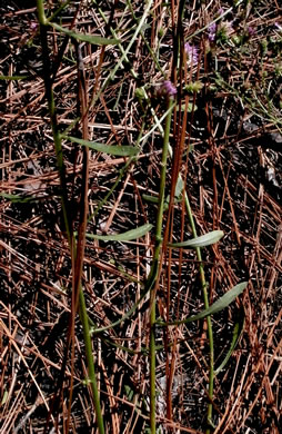 image of Carphephorus bellidifolius, Sandhill Chaffhead, Carphephorus, Sandywoods Chaffhead