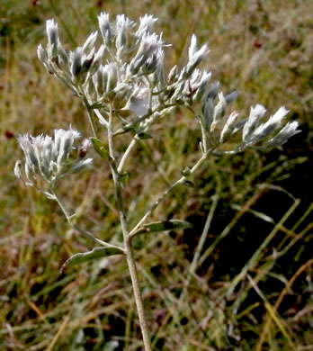 image of Eupatorium leucolepis, Savanna Eupatorium, Justiceweed, White-bracted Thoroughwort
