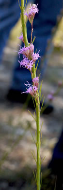 image of Liatris tenuifolia, Shortleaf Blazing-star, Shortleaf Gayfeather, Slender Blazing-star