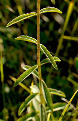 image of Eupatorium leucolepis, Savanna Eupatorium, Justiceweed, White-bracted Thoroughwort