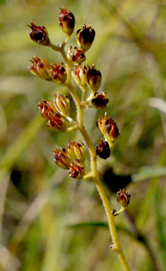image of Triantha racemosa, Coastal Bog Asphodel, Coastal False Asphodel, Southern Bog Asphodel, Savanna Asphodel