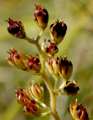 image of Triantha racemosa, Coastal Bog Asphodel, Coastal False Asphodel, Southern Bog Asphodel, Savanna Asphodel