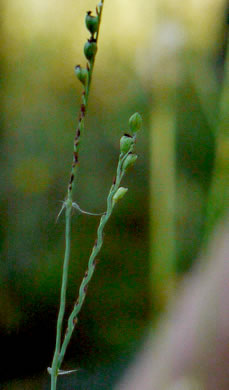 image of Paspalum bifidum, Pitchfork Paspalum, Pitchfork Crowngrass