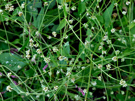 image of Persicaria sagittata, Arrowleaf Tearthumb, Arrowvine, Scratch-grass