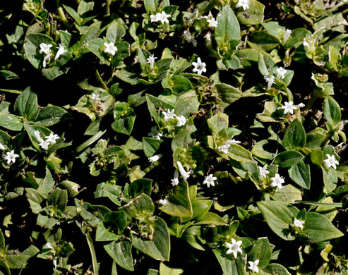 image of Richardia brasiliensis, Brazilian-clover, tropical Mexican-clover