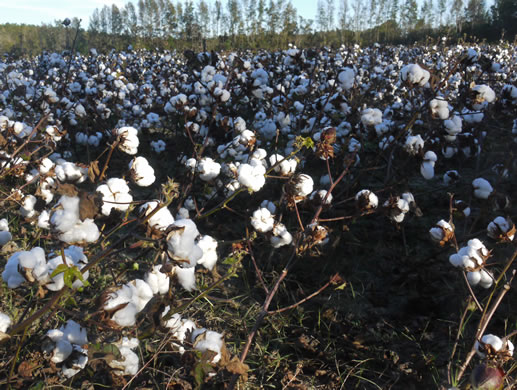 image of Gossypium hirsutum, Upland Cotton