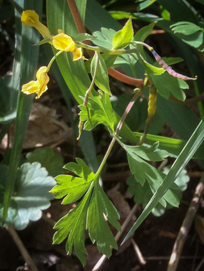 image of Corydalis flavula, Yellow Fumitory, Yellow Harlequin, Short-spurred Corydalis, Yellow Fumewort