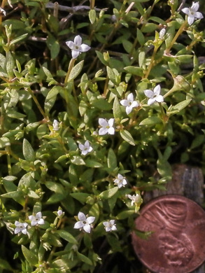 image of Houstonia micrantha, Southern Bluet