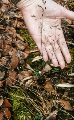 image of Poa autumnalis, Autumn Bluegrass