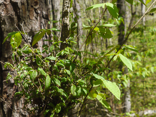 image of Ostrya virginiana, American Hop-hornbeam, Ironwood, Eastern Hop-hornbeam