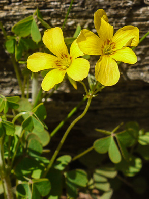 image of Oxalis colorea, Small's wood-sorrel, Tufted Yellow Wood-sorrel, (NOT Sadie Price’s Yellow Wood-sorrel)