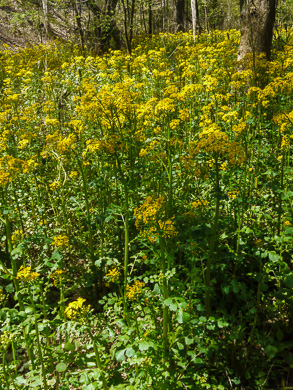 image of Packera glabella, Butterweed, Smooth Ragwort, Yellowtop
