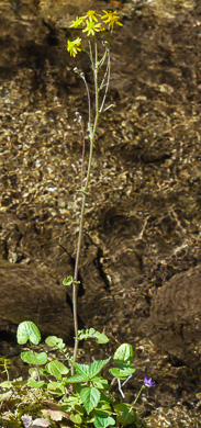 image of Packera aurea, Golden Ragwort, Heartleaf Ragwort