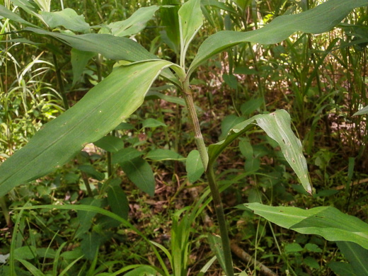 image of Commelina virginica, Virginia Dayflower