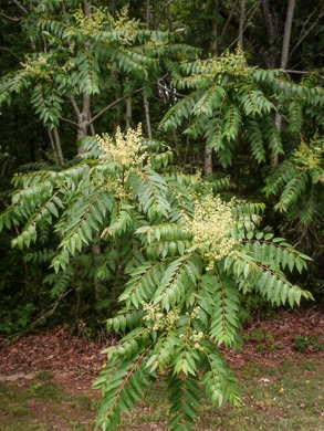 image of Ailanthus altissima, Ailanthus, Tree-of-heaven