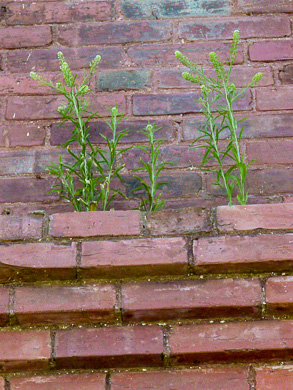 image of Lepidium virginicum var. virginicum, Poor Man's Pepper, Peppergrass