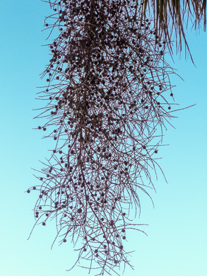 image of Sabal palmetto, Cabbage Palmetto