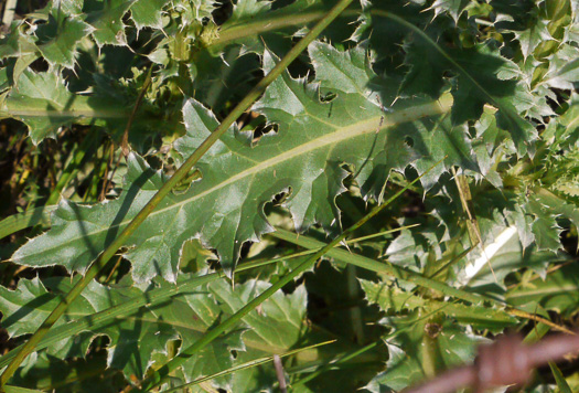 image of Carduus nutans, Nodding Thistle, Musk Thistle