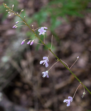 image of Hylodesmum nudiflorum, Naked Tick-trefoil, Naked-flowered Tick Trefoil, Woodland Tick-trefoil