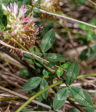 image of Trifolium vesiculosum, Arrowleaf Clover