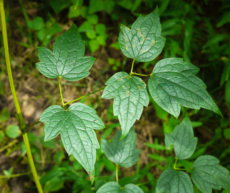 clematis leaves