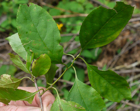 image of Celastrus scandens, American Bittersweet