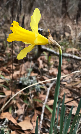 image of Narcissus pseudonarcissus, Common Daffodil, Trumpet Narcissus