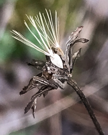 image of Chrysopsis mariana, Maryland Goldenaster
