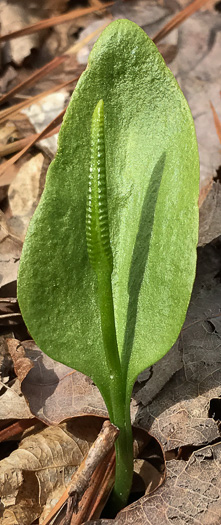 Ophioglossum pycnostichum, Southern Adder's-tongue