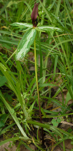image of Trillium lancifolium, Lanceleaf Trillium, Narrowleaf Trillium