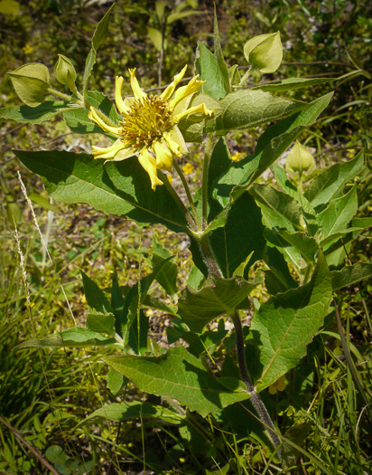 image of Tetragonotheca helianthoides, Pineland Squarehead, Pineland-ginseng