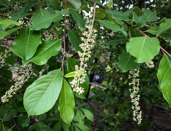 image of Prunus alabamensis, Alabama Black Cherry