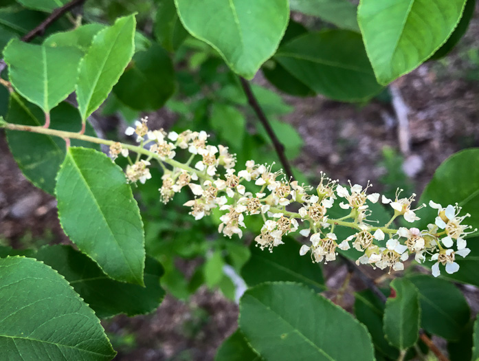 image of Prunus alabamensis, Alabama Black Cherry