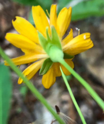 image of Krigia biflora var. biflora, Orange Dwarf-dandelion, Two-flower Dwarf-dandelion, Two-flower Cynthia