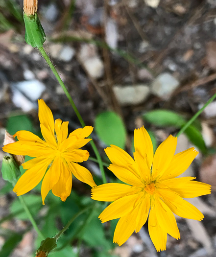 image of Krigia biflora var. biflora, Orange Dwarf-dandelion, Two-flower Dwarf-dandelion, Two-flower Cynthia