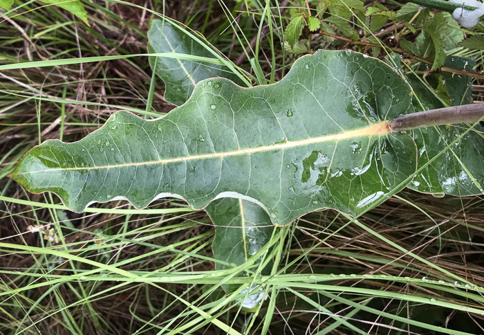 image of Asclepias amplexicaulis, Clasping Milkweed, Blunt-leaved Milkweed, Wavyleaf Milkweed