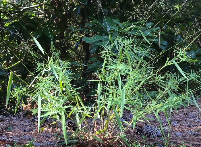 image of Dichanthelium dichotomum var. dichotomum, Forked Witchgrass, Cypress Witchgrass