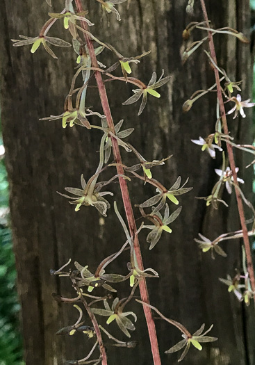 image of Tipularia discolor, Cranefly Orchid