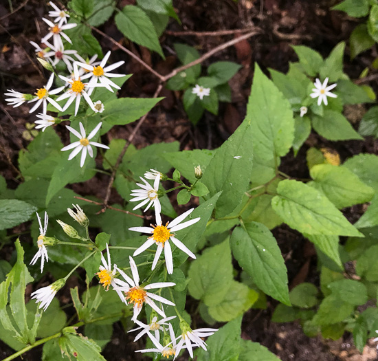 image of Eurybia chlorolepis, Blue Ridge White Heart-leaved Aster, Mountain Wood-aster