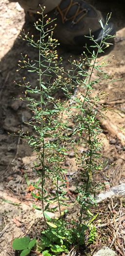 image of Lechea racemulosa, Racemose Pinweed, Oblong-fruit Pinweed
