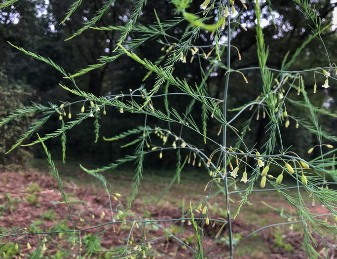 image of Asparagus officinalis, Garden Asparagus, Sparrowgrass
