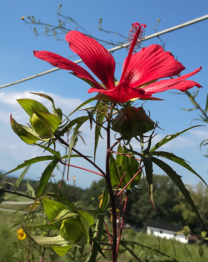 image of Hibiscus coccineus, Scarlet Rosemallow, Scarlet Hibiscus, Swamp Mallow
