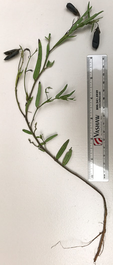 image of Crotalaria sagittalis, Arrowhead Rattlebox