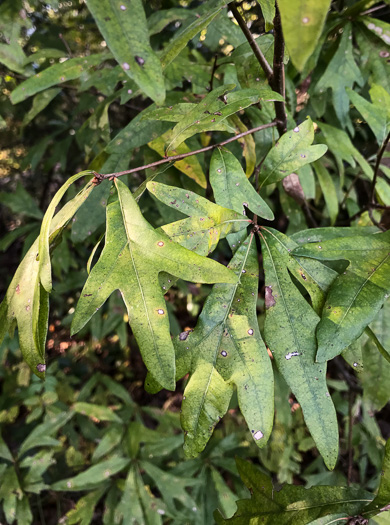 image of Quercus nigra, Water Oak, Paddle Oak
