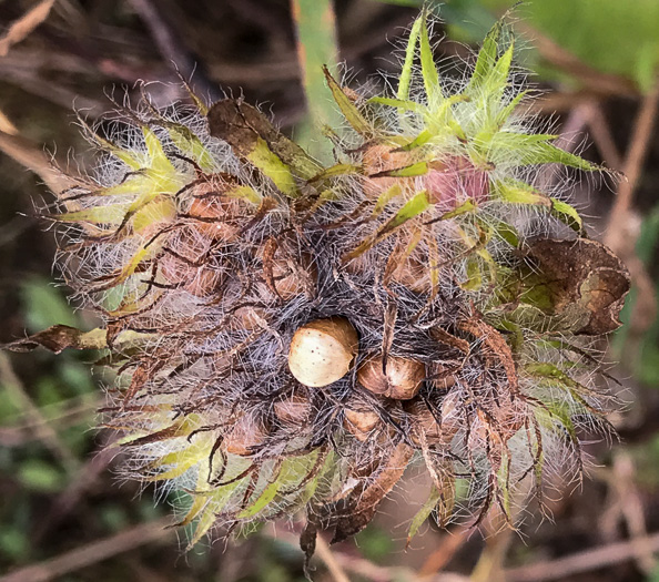 image of Jacquemontia tamnifolia, Jacquemontia, Smallflower Morning Glory, Hairy Clustervine, Tie Vine