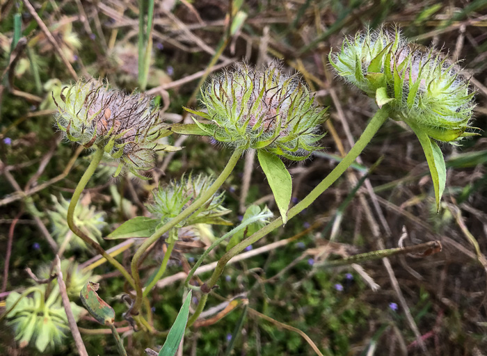 image of Jacquemontia tamnifolia, Common Jacquemontia, Hairy Clustervine, Tie Vine, Smallflower Morning Glory