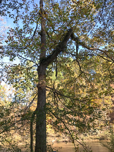 image of Quercus lyrata, Overcup Oak, Swamp White Oak