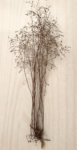 image of Lechea tenuifolia, Narrowleaf Pinweed