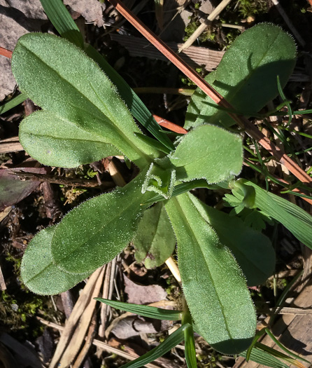 image of Valerianella radiata, Beaked Cornsalad