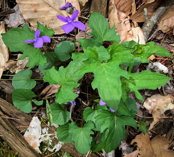 image of Viola palmata var. palmata, Wood Violet, Southern Three-lobed Violet